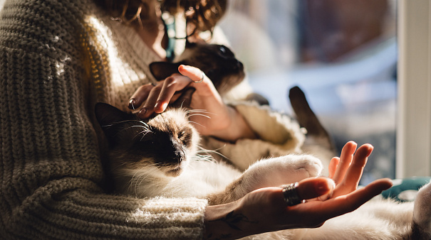 Что любят кошки: как порадовать питомца