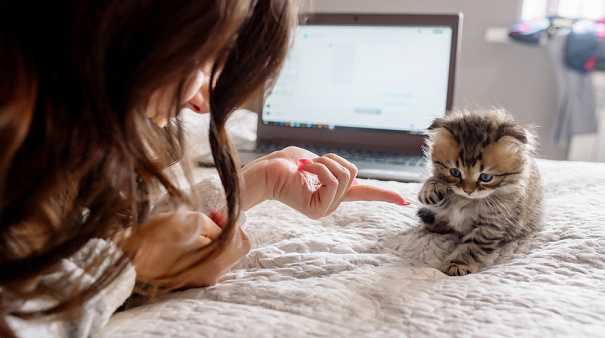 Можно ли оставлять котенка одного дома