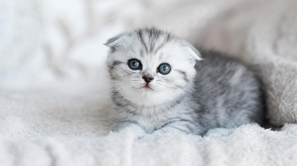 Какой наполнитель для кошачьего туалета лучше для котят