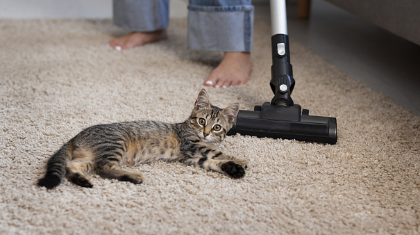 Как помочь адаптироваться котенку в новом доме