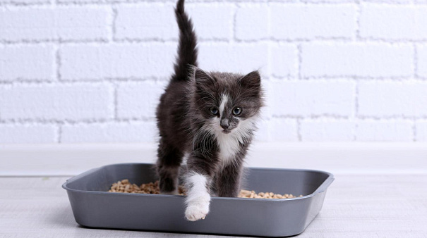 Как котенка приучить к лотку