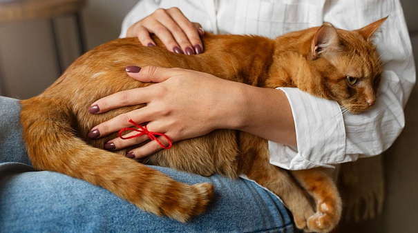 Уход за беременной кошкой