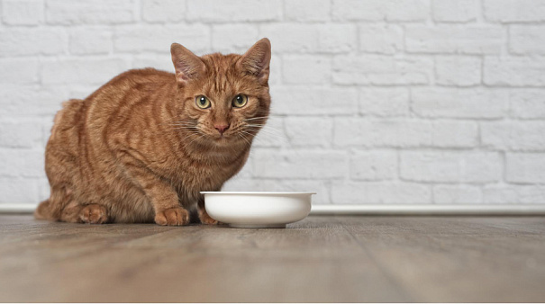 Почему кот закапывают еду?