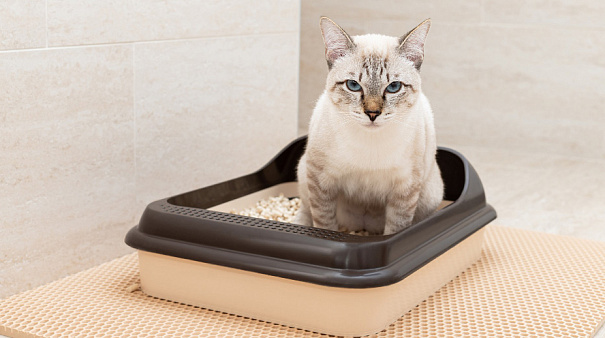 Кошка разбрасывает наполнитель из лотка. Что делать?