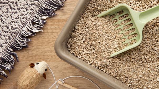 Зачем кошки закапывают свои какашки?