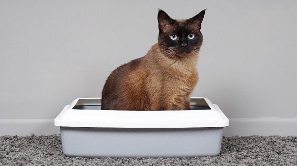 Какой наполнитель можно смывать в унитаз